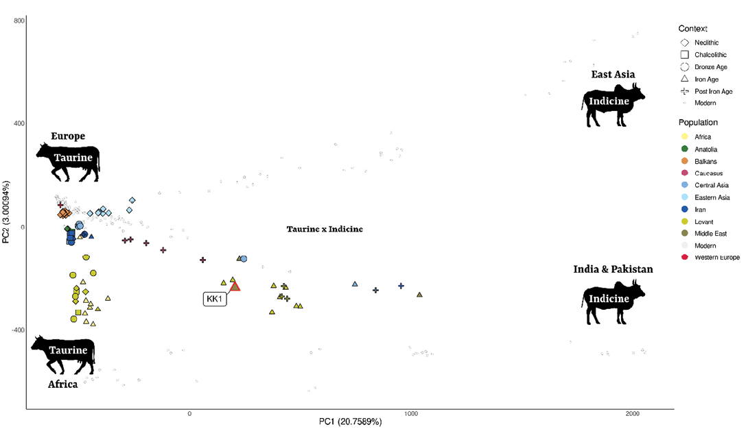 A graph shows the number of cows in different countries.

AI generated content