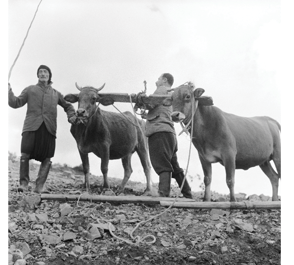 Two men are pulling a cow by a rope.

AI generated content