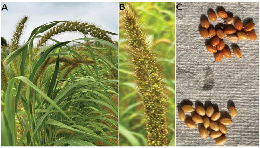 A close up of a plant with a seed pod.

Description generated by AI