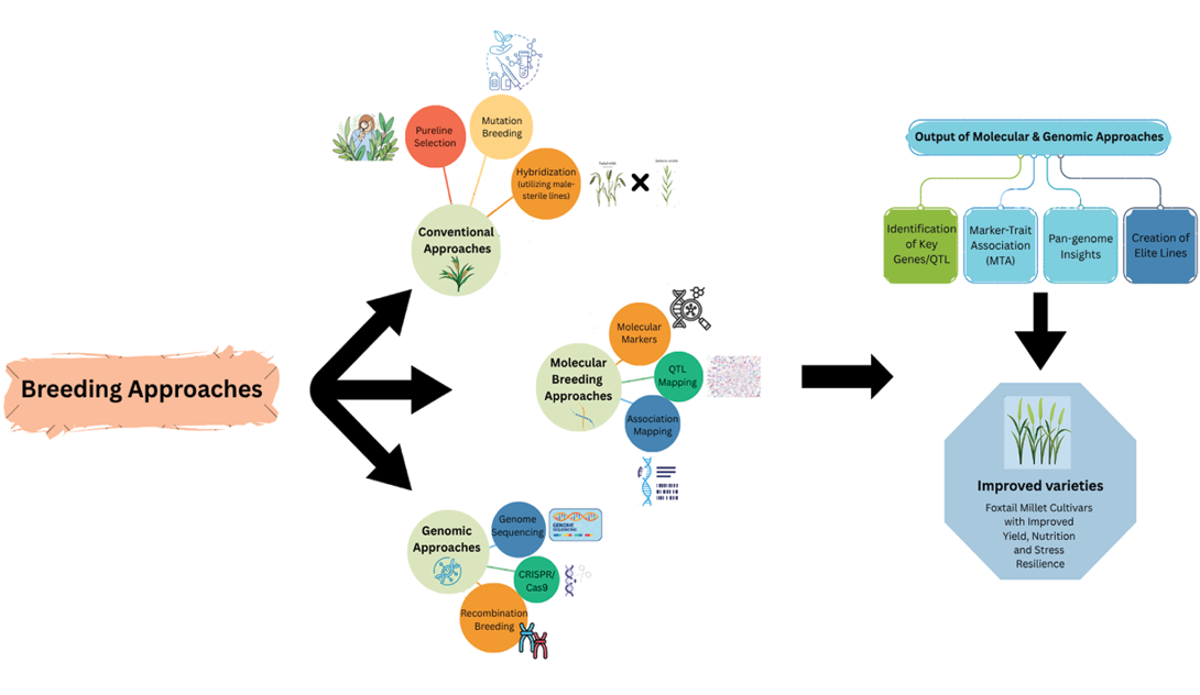 A diagram of a process of breeding.

Description generated by AI