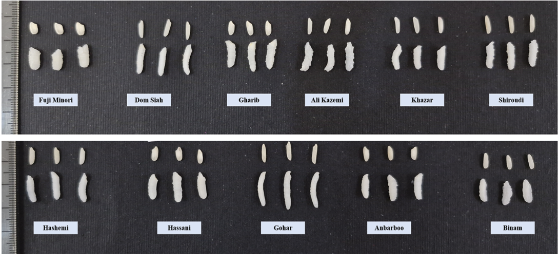 A row of teeth are labeled with names such as "Flat wheel" and "Ulcer."

Description generated by AI
