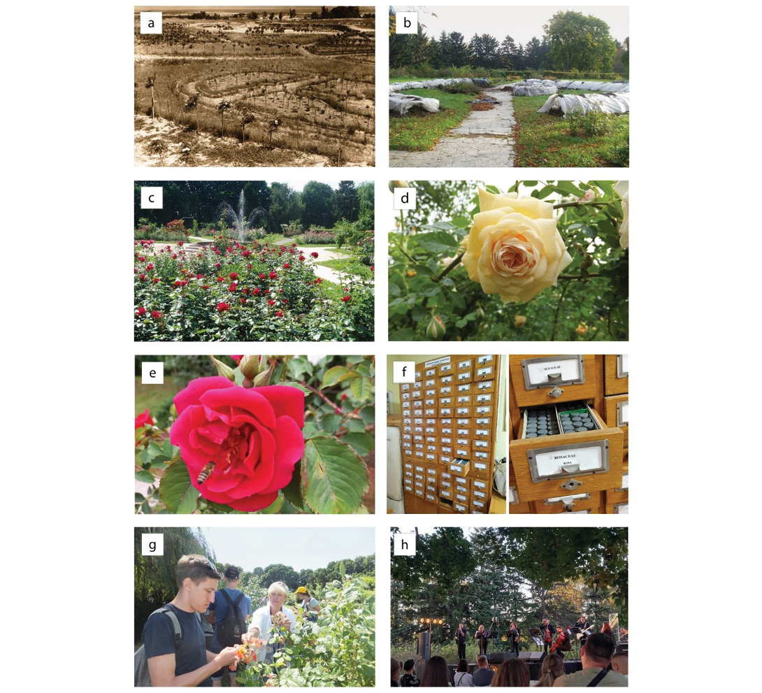 A collage of photos of flowers, including a rose.

Description generated by AI